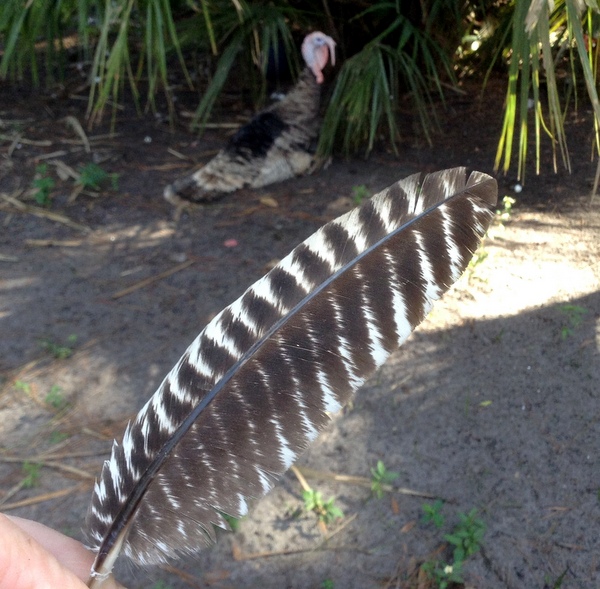 Evolution in a Turkey Feather