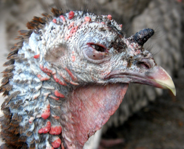 🦃 Gobbling Turkey Snood
